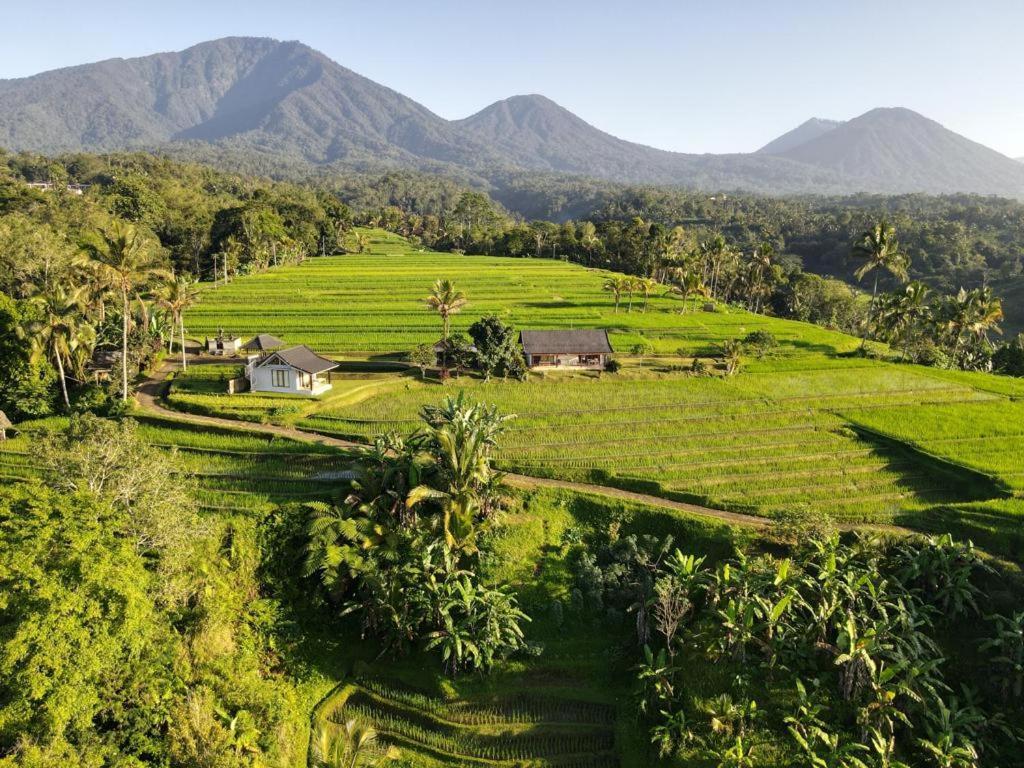 Kubu D'Ume Homestay Jatiluwih Eksteriør billede