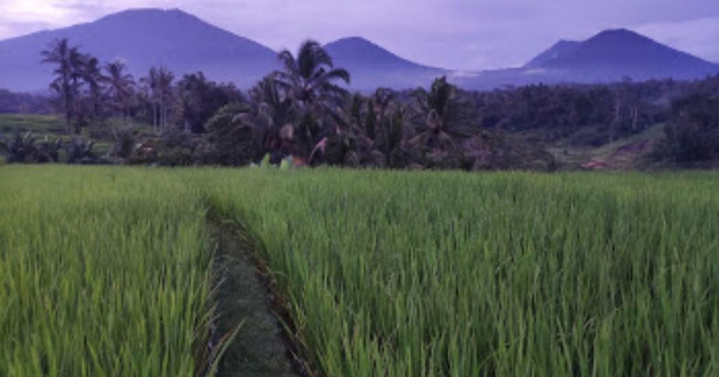 Kubu D'Ume Homestay Jatiluwih Eksteriør billede