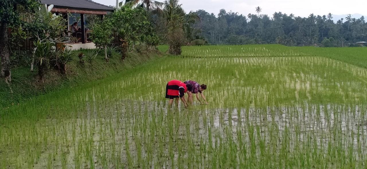 Kubu D'Ume Homestay Jatiluwih Eksteriør billede